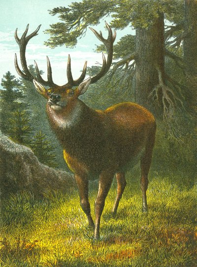 Der Wapiti von English School